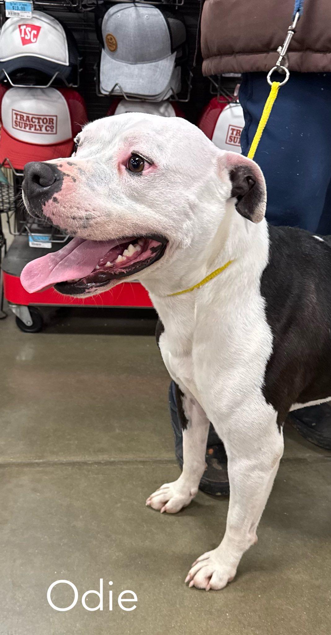 Odie FOSTER NEEDED, Adoptable, Adult Male American Bulldog.