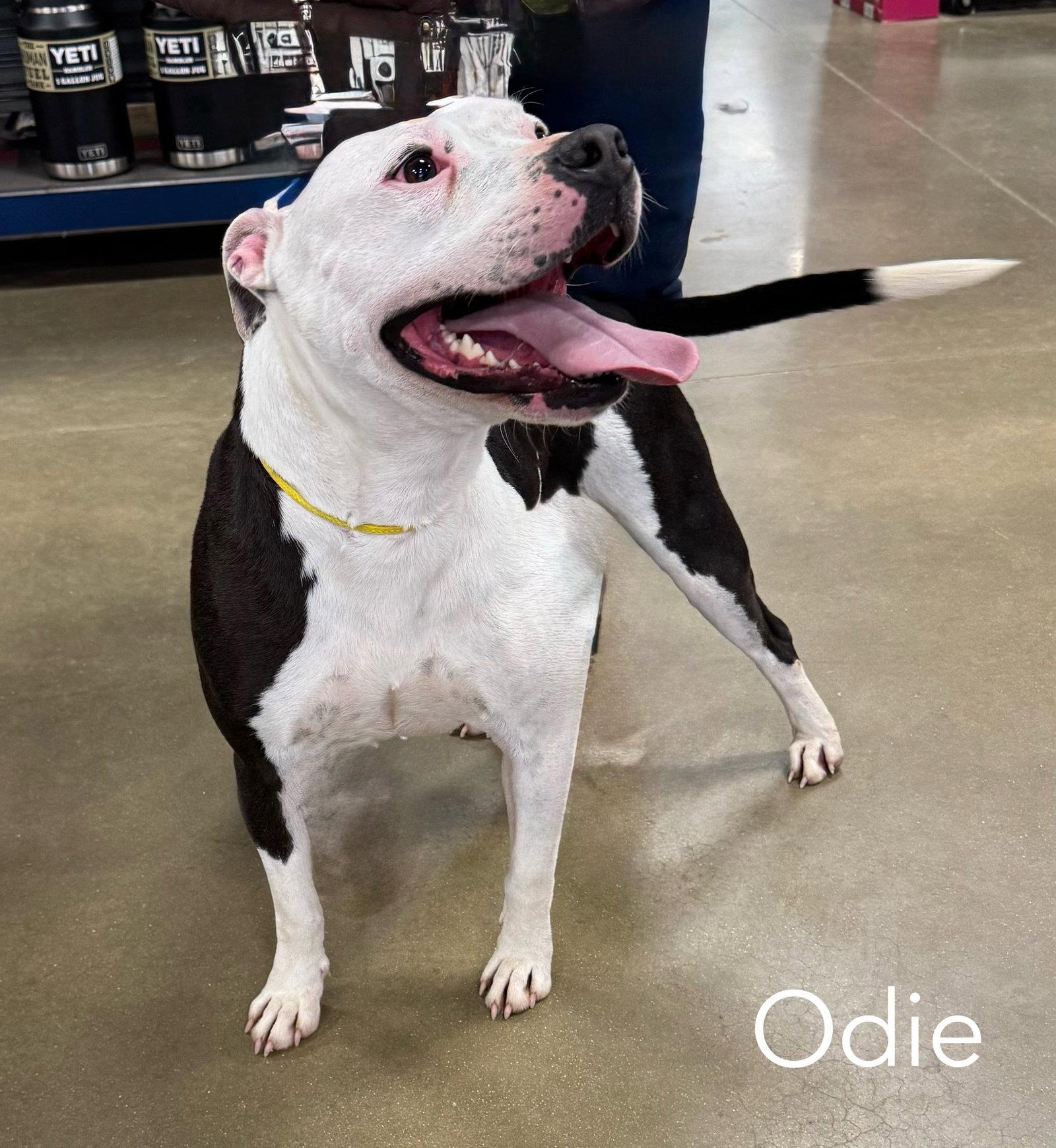Enlarge Odie FOSTER NEEDED, a Adoptable American Bulldog in Spring City, PA image 2/2