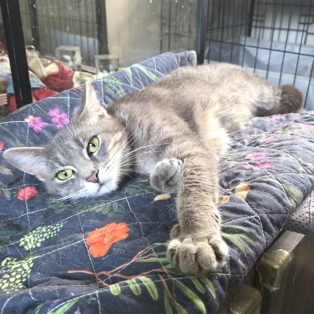 Missy, Adoptable, Adult Female Domestic Short Hair.