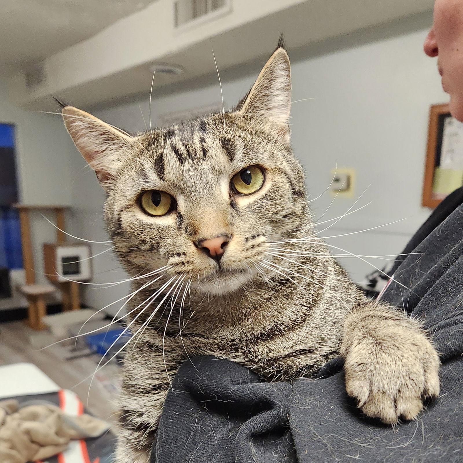Toby, Adoptable, Adult Male Tabby.