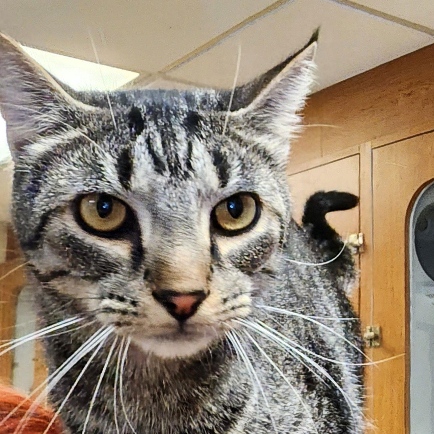 Toby, Adoptable, Adult Male Tabby.