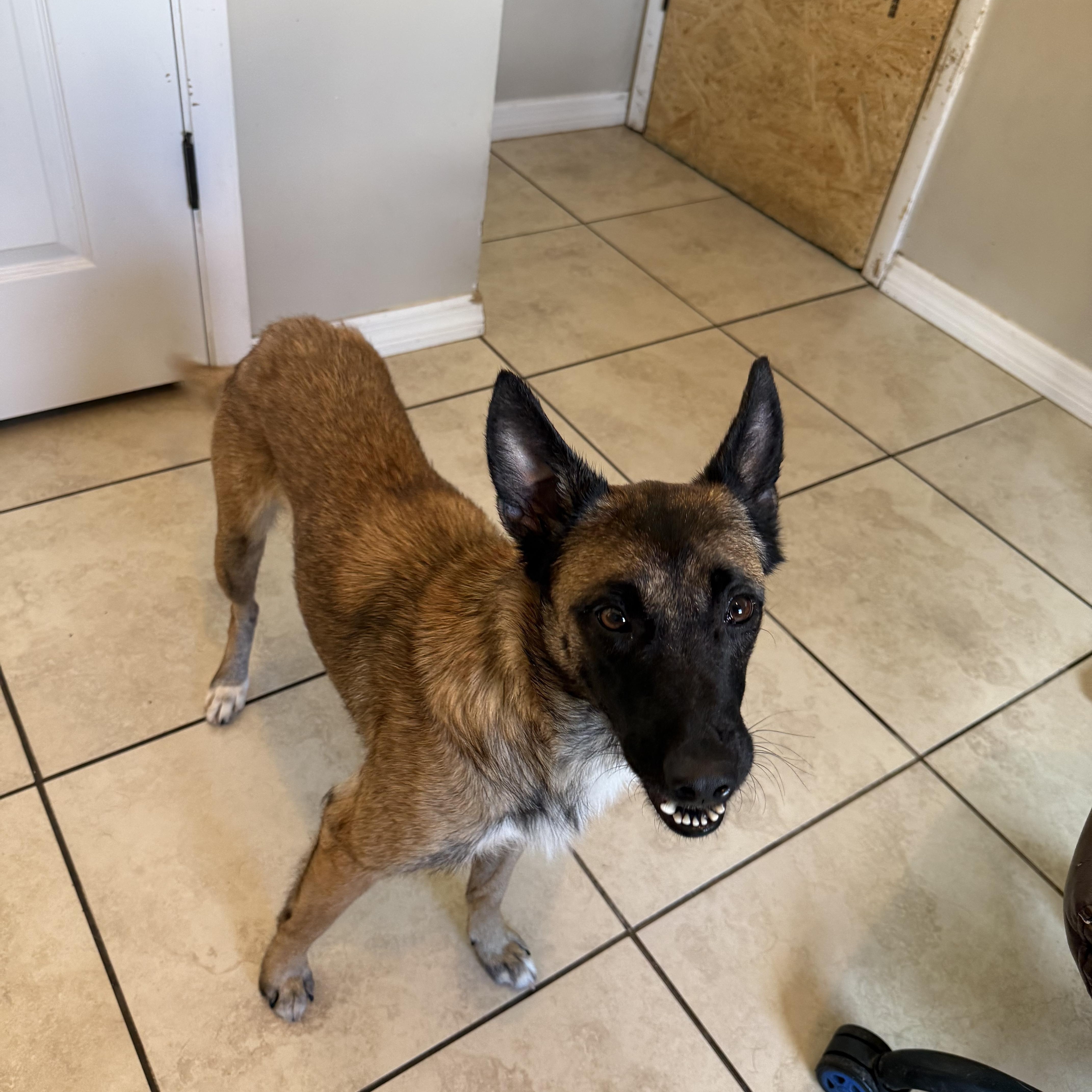 Enlarge Roxy, an adoptable mixed breed in Maitland, FL image 3/5