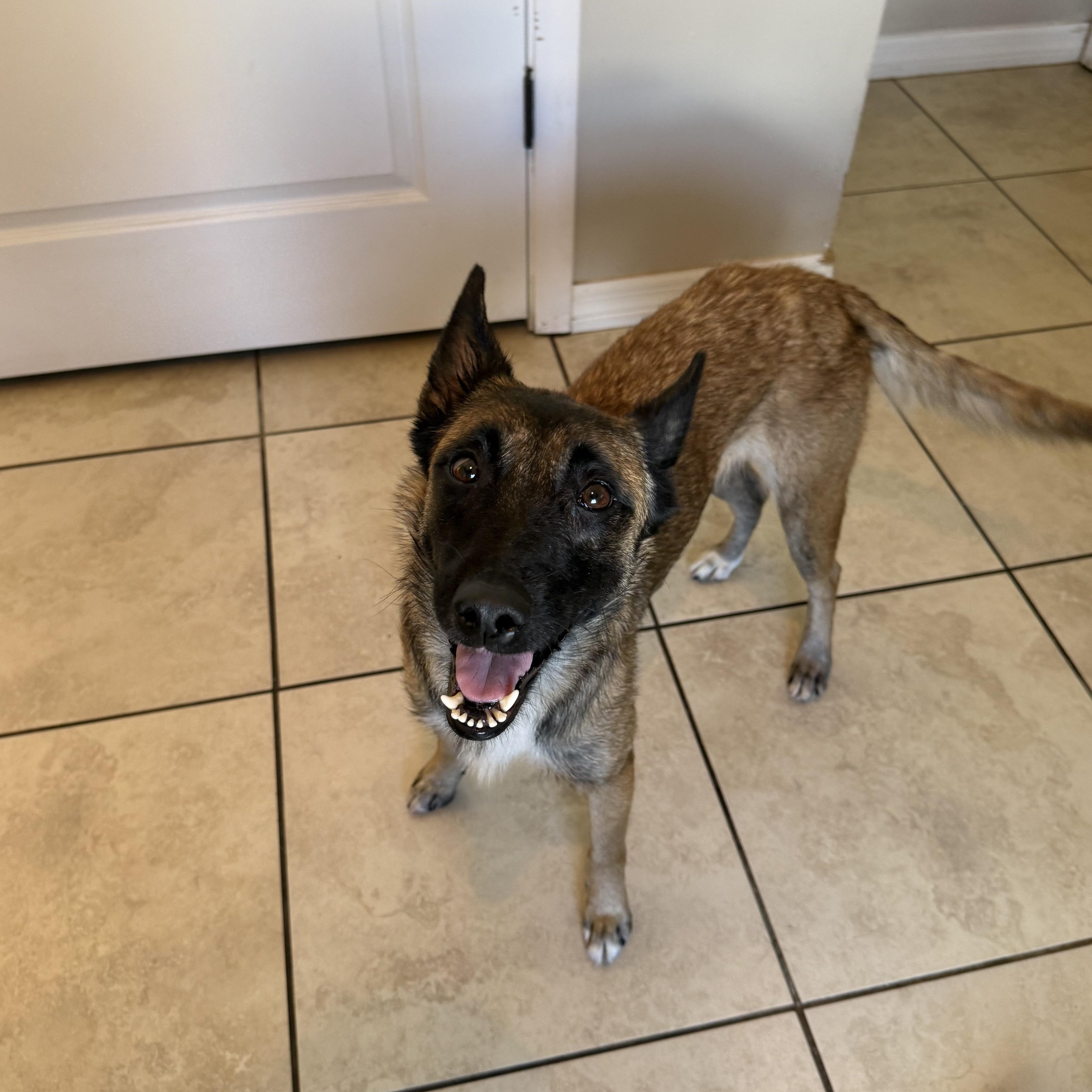 Enlarge Roxy, an adoptable mixed breed in Maitland, FL image 1/5