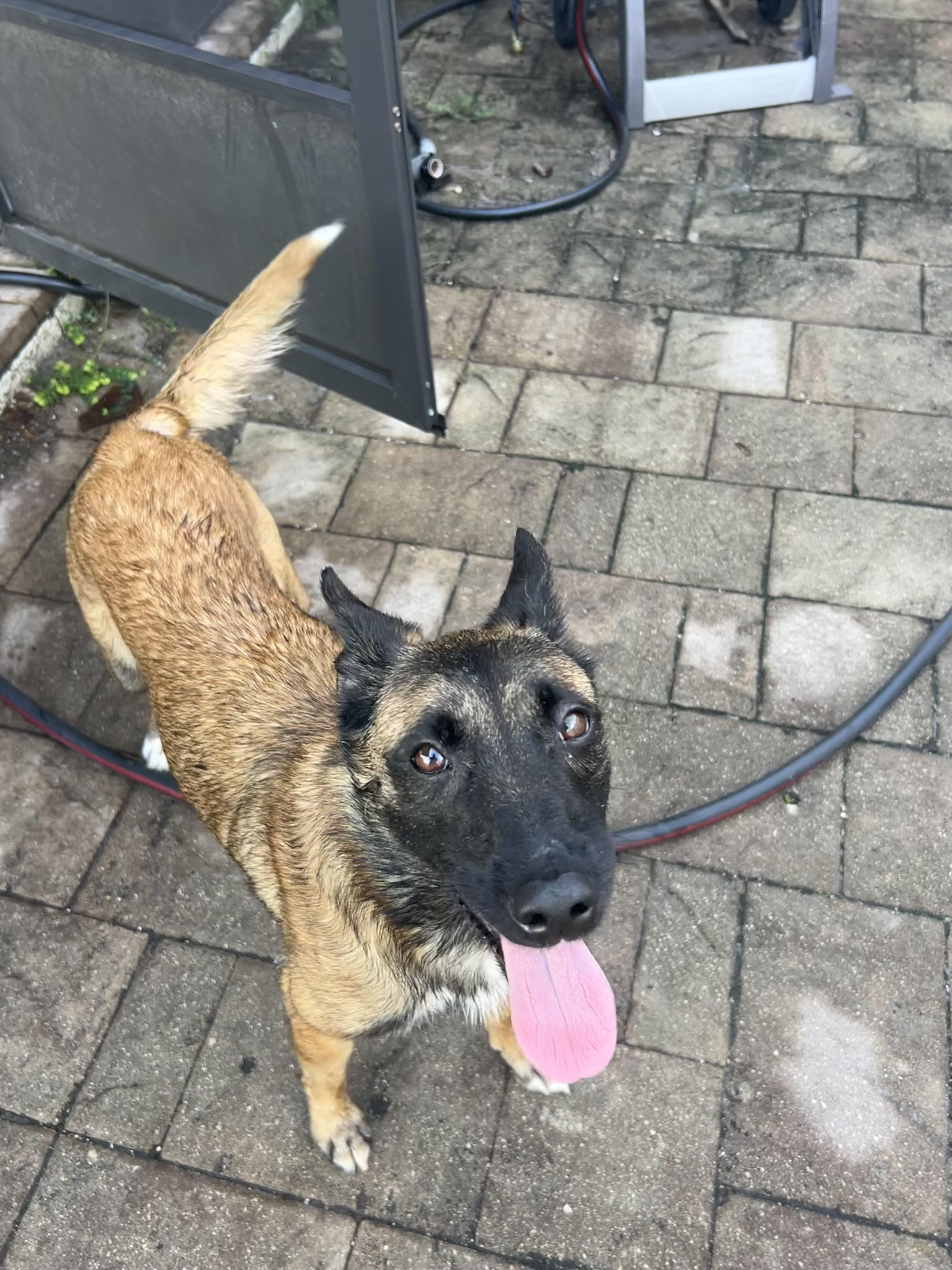 Enlarge Roxy, an adoptable mixed breed in Maitland, FL image 4/6