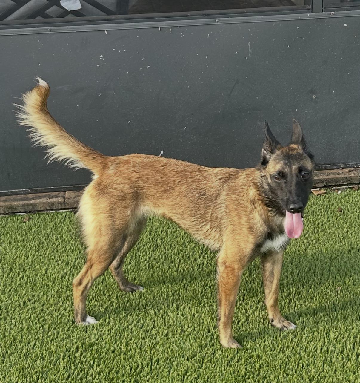 Enlarge Roxy, an adoptable mixed breed in Maitland, FL image 1/6
