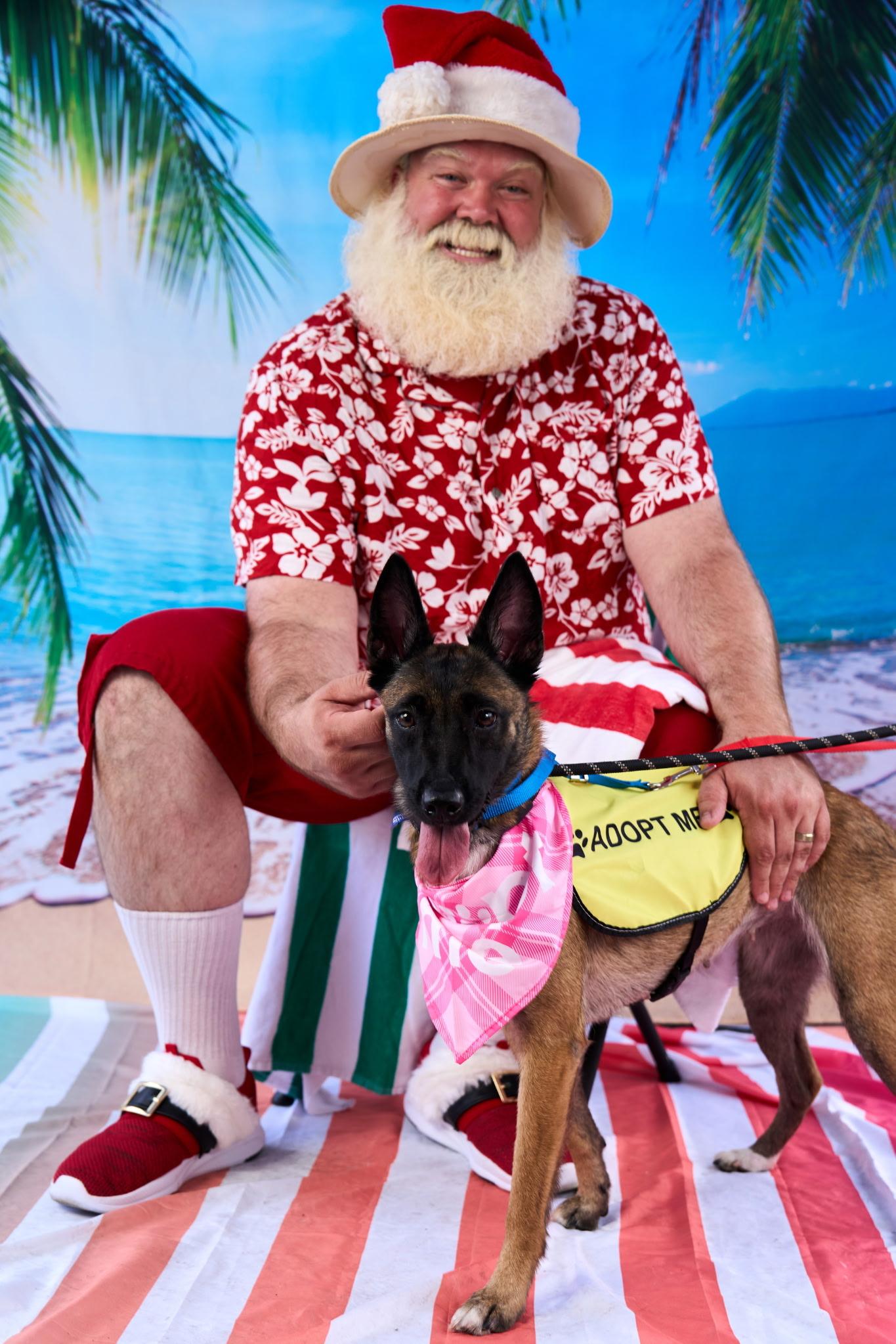 Roxy, adoptable, Young Female Belgian Shepherd / Malinois & German Shepherd Dog.