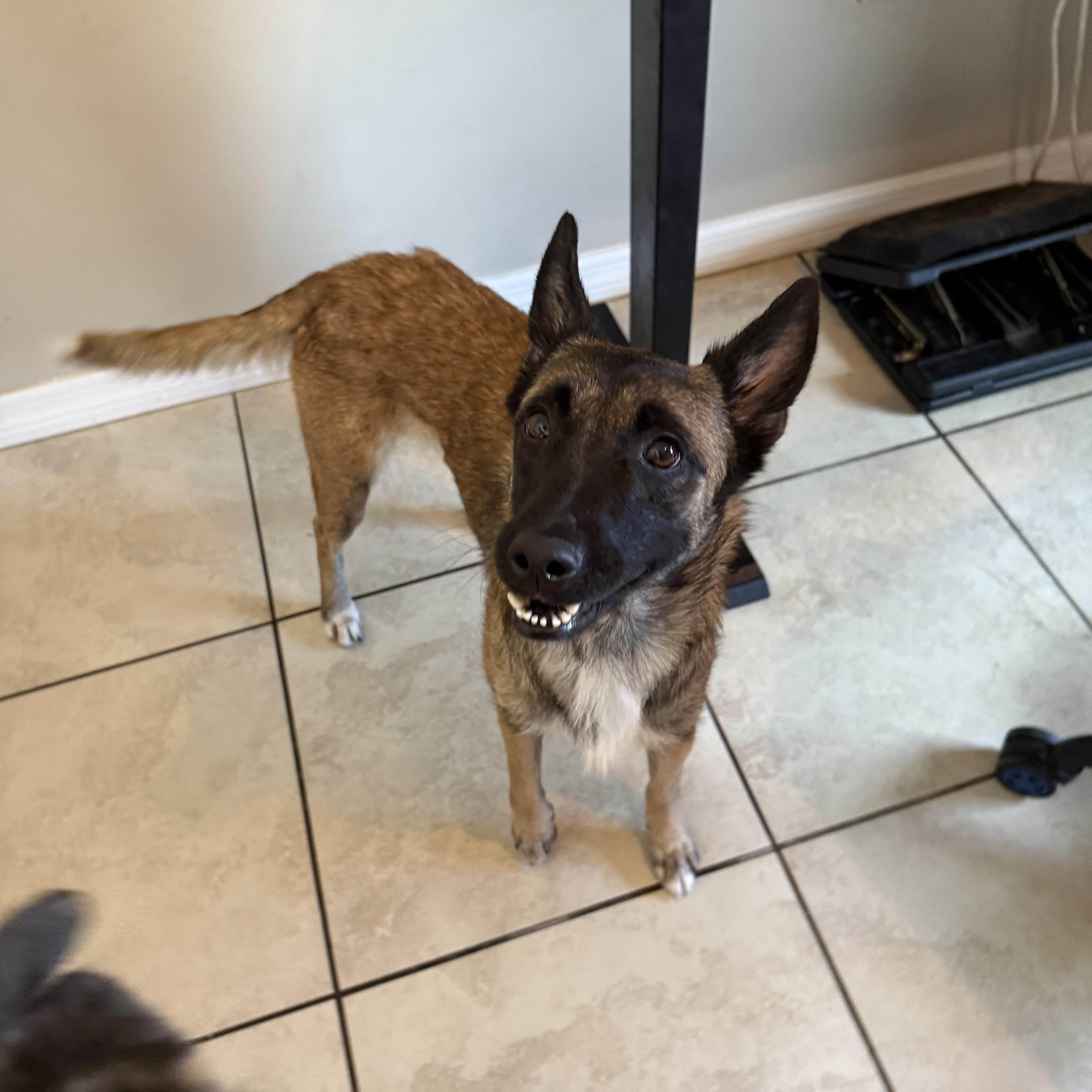 Enlarge Roxy, an adoptable mixed breed in Maitland, FL image 5/5