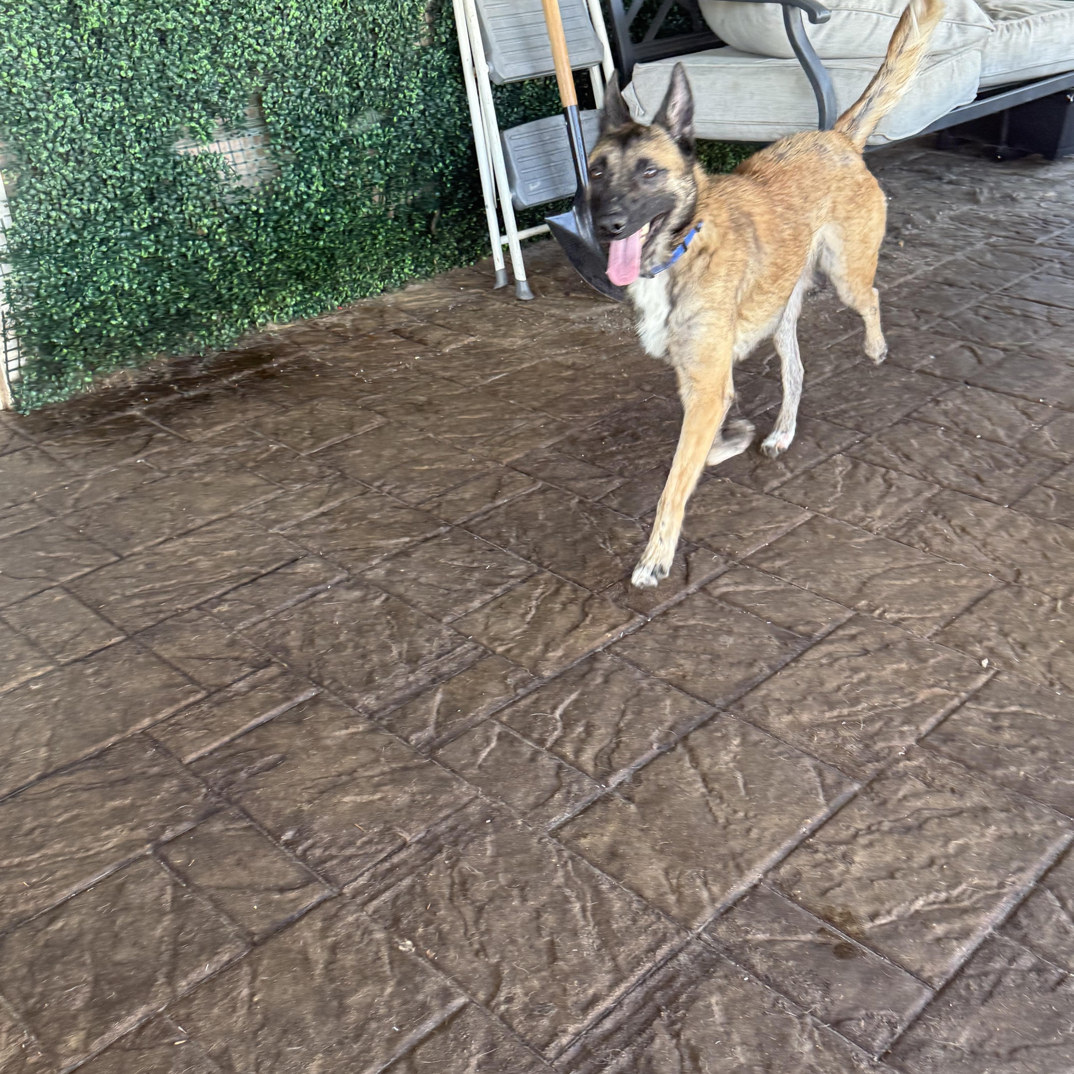 Enlarge Roxy, an adoptable mixed breed in Maitland, FL image 4/5