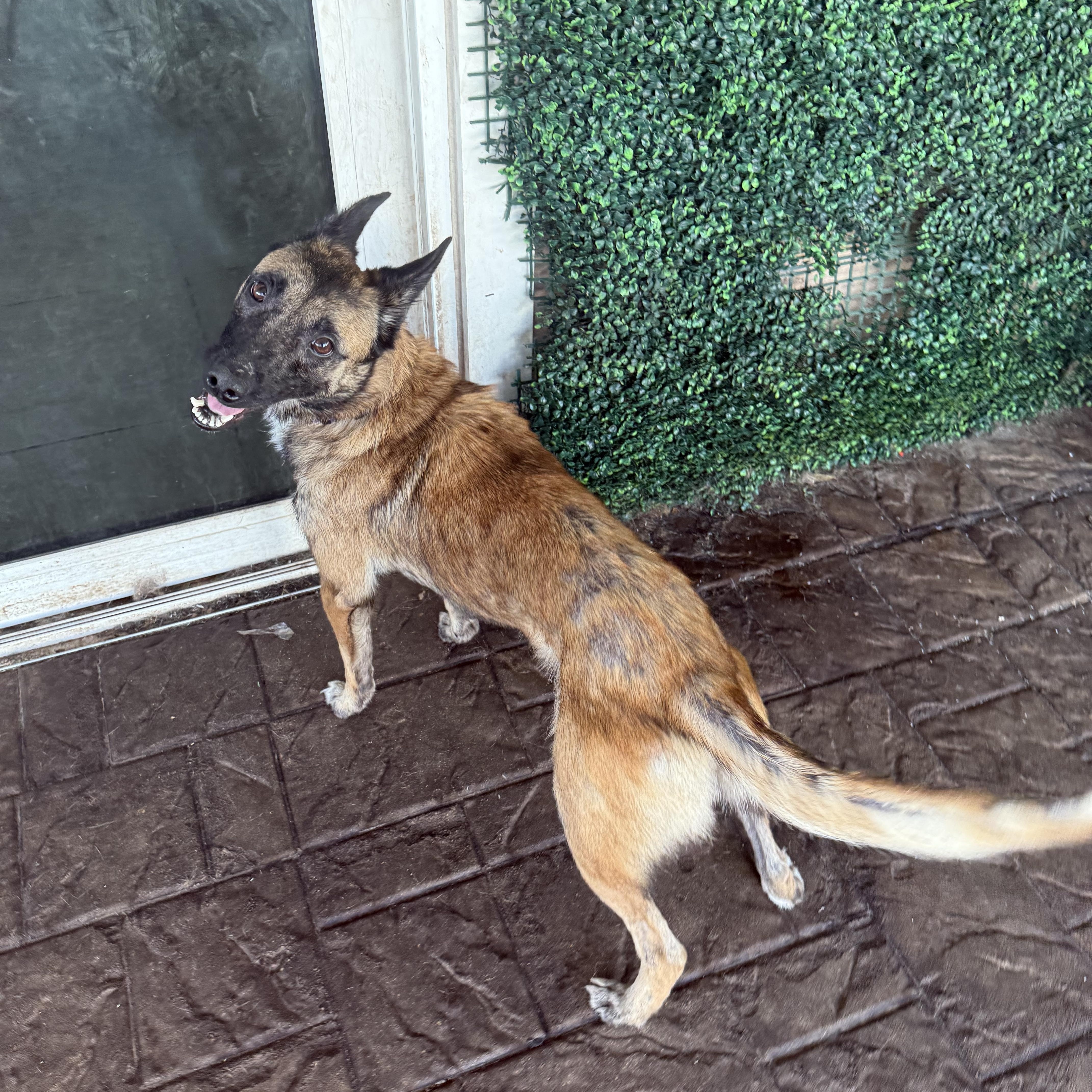 Enlarge Roxy, an adoptable mixed breed in Maitland, FL image 2/5