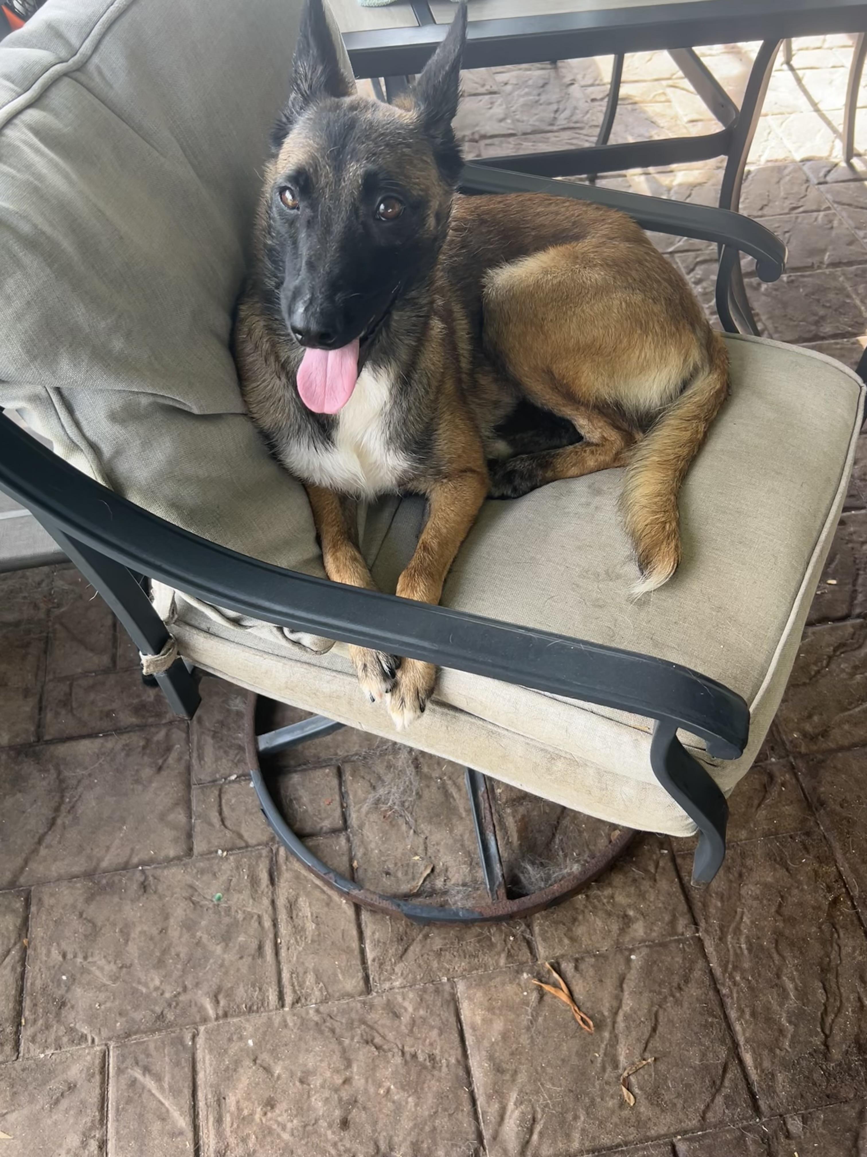 Roxy, an adoptable mixed breed in Maitland, FL image 2/6