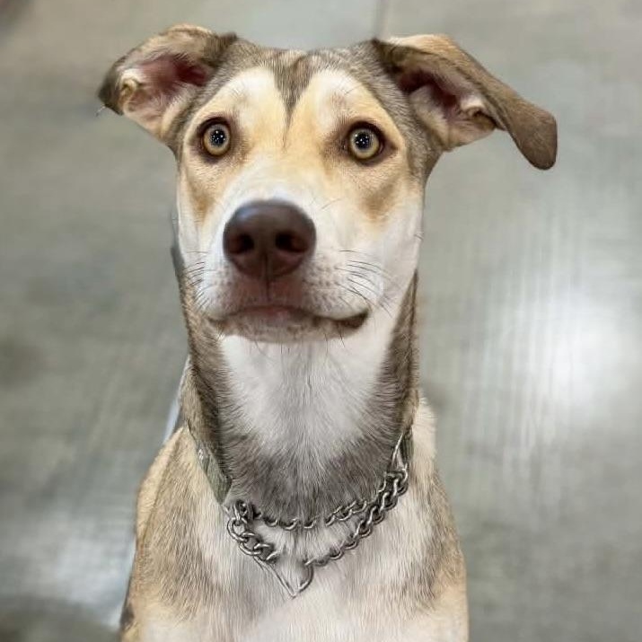 Enlarge Bailey , a ADOPTABLE mixed breed in Cedar Rapids, IA image 2/6