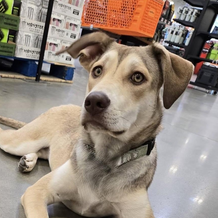 Enlarge Bailey , a ADOPTABLE mixed breed in Cedar Rapids, IA image 4/6
