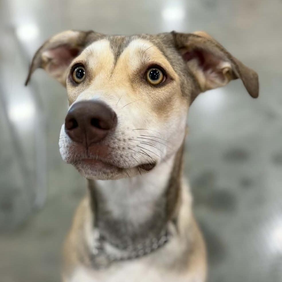 Enlarge Bailey , a ADOPTABLE mixed breed in Cedar Rapids, IA image 1/6