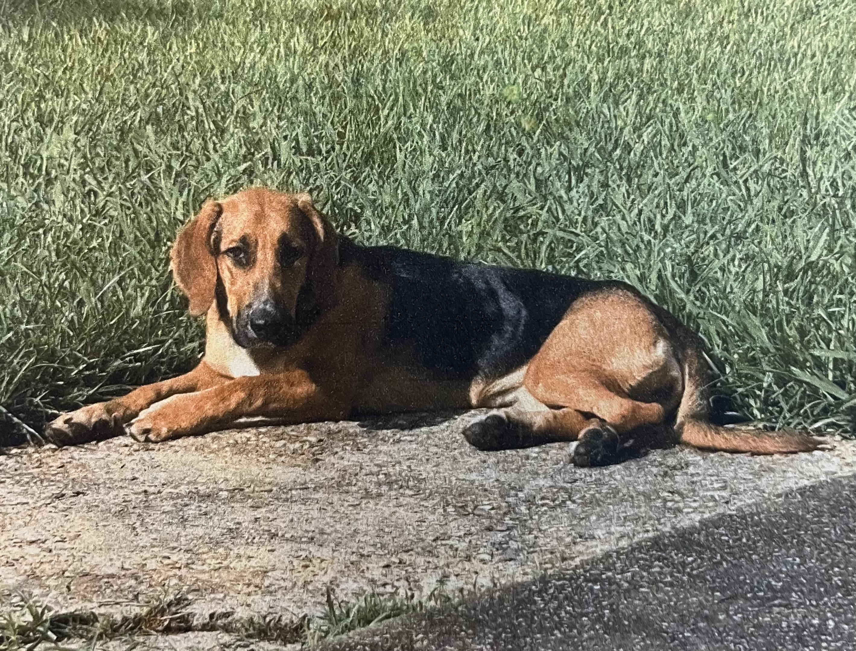 Enlarge Scarlett, a ADOPTABLE mixed breed in Kaplan, LA image 1/1