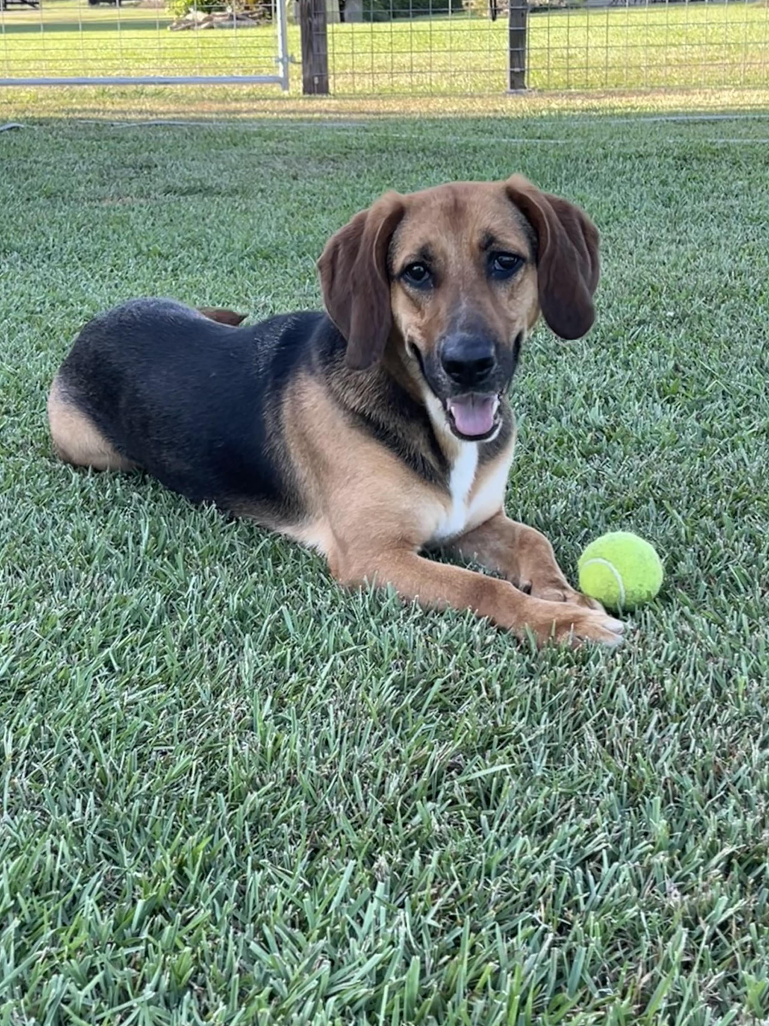 Scarlett, ADOPTABLE, Adult Female Basset Hound & German Shepherd Dog.
