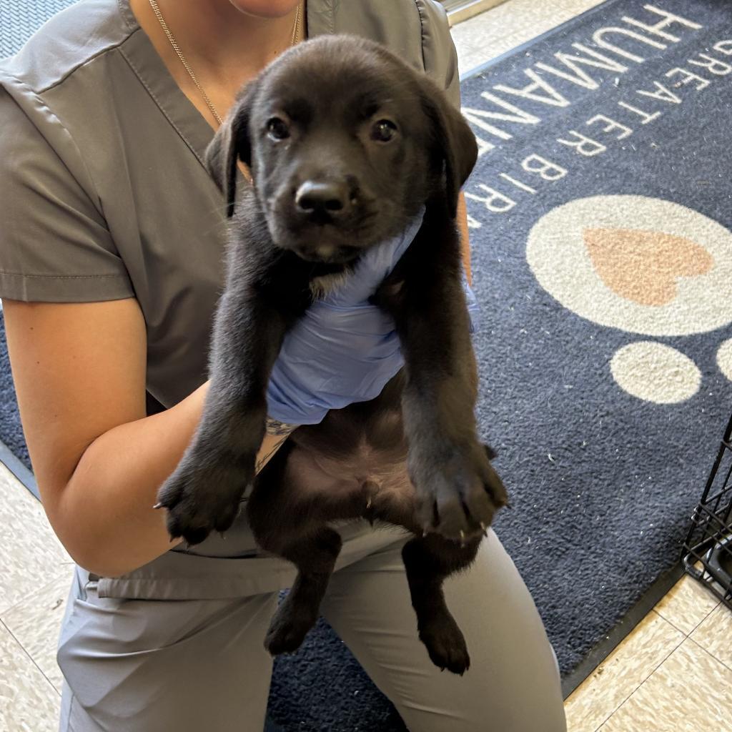 Enlarge Ellis, a Adoptable Pit Bull Terrier in Birmingham, AL image 1/1