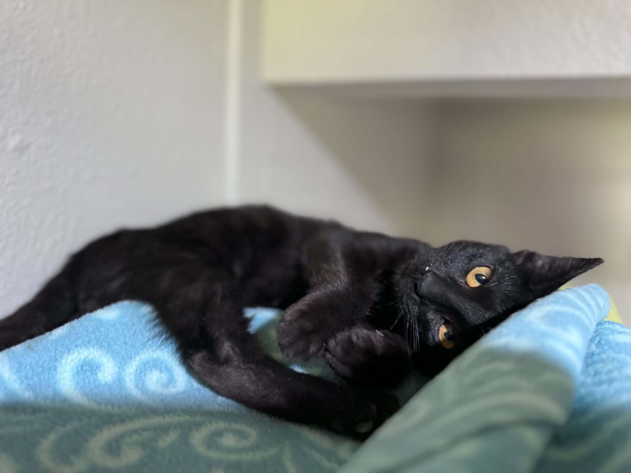 Shane, a ADOPTABLE Domestic Short Hair in Myakka City, FL image 2/3