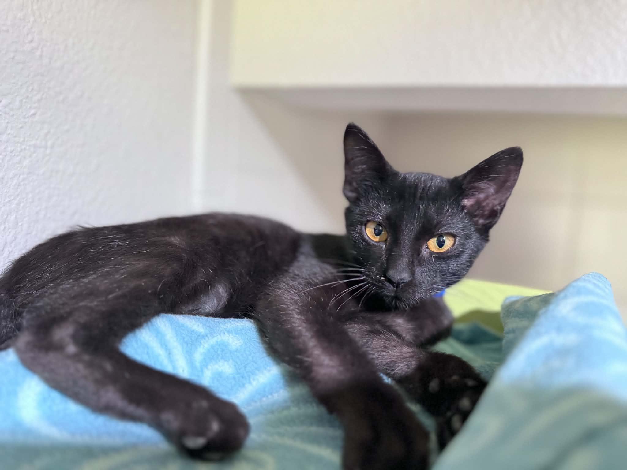 Shane, ADOPTABLE, Kitten Male Domestic Short Hair.