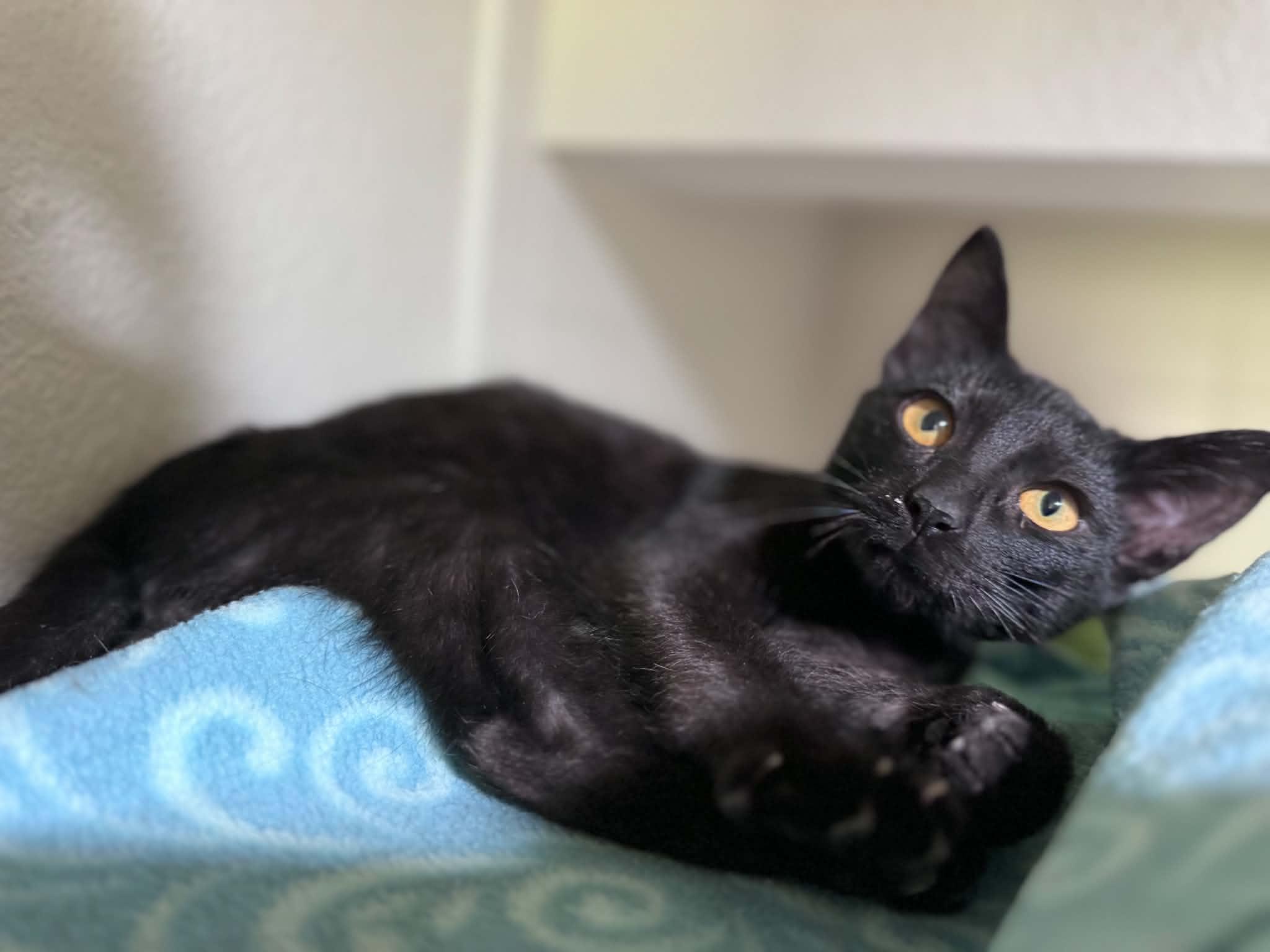 Shane, a ADOPTABLE Domestic Short Hair in Myakka City, FL image 3/3