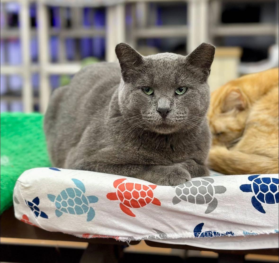 Slate, a ADOPTABLE Domestic Short Hair in Faribault, MN image 1/5