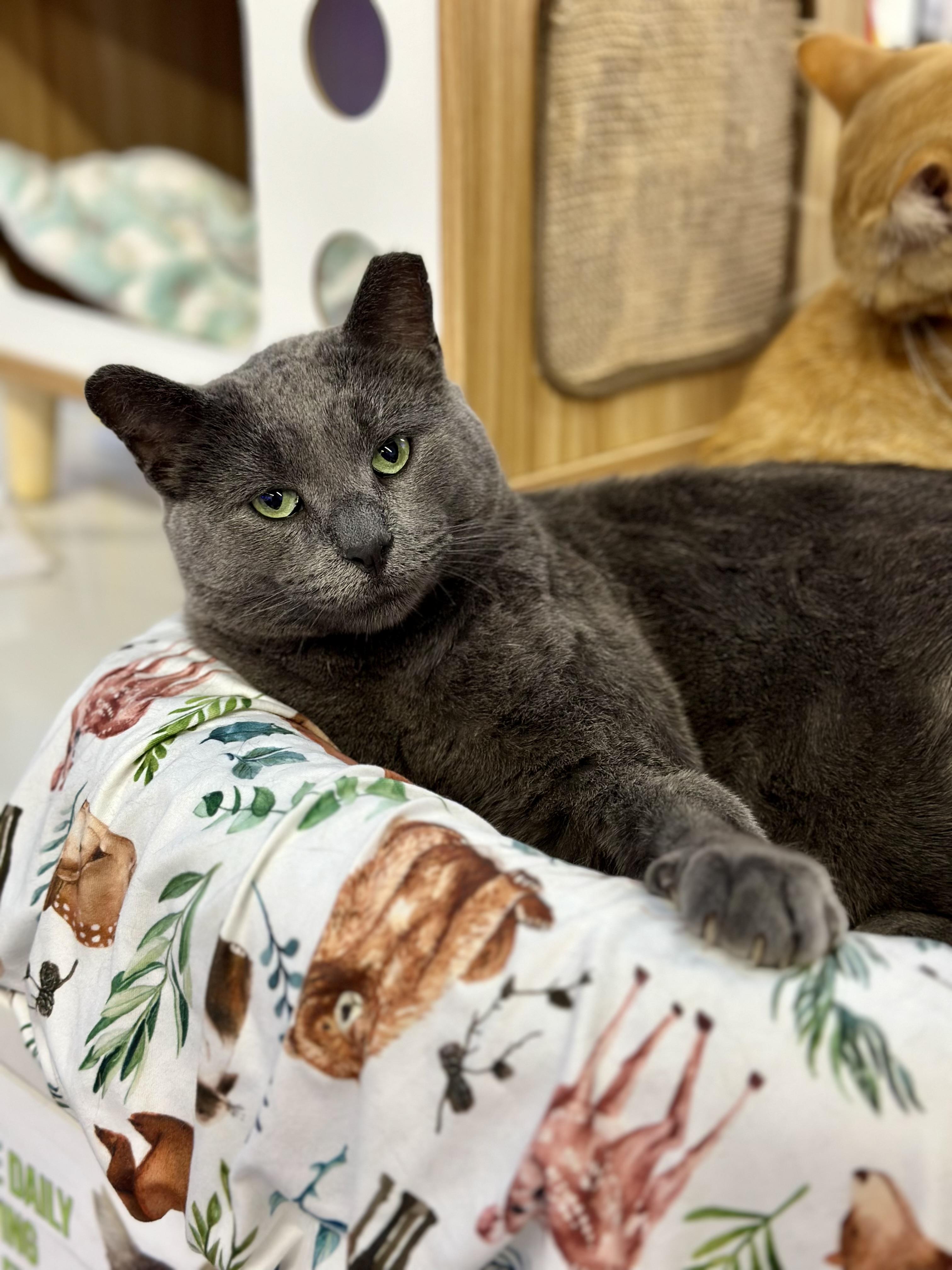 Slate, a ADOPTABLE Domestic Short Hair in Faribault, MN image 2/5