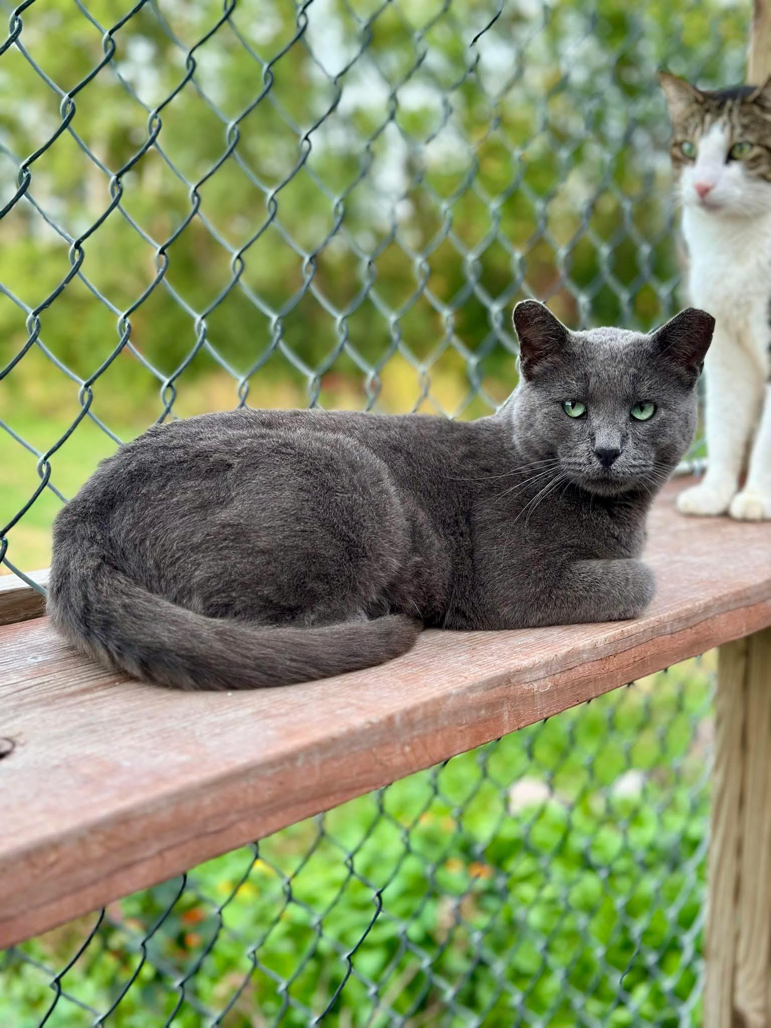 Slate, a ADOPTABLE Domestic Short Hair in Faribault, MN image 3/5