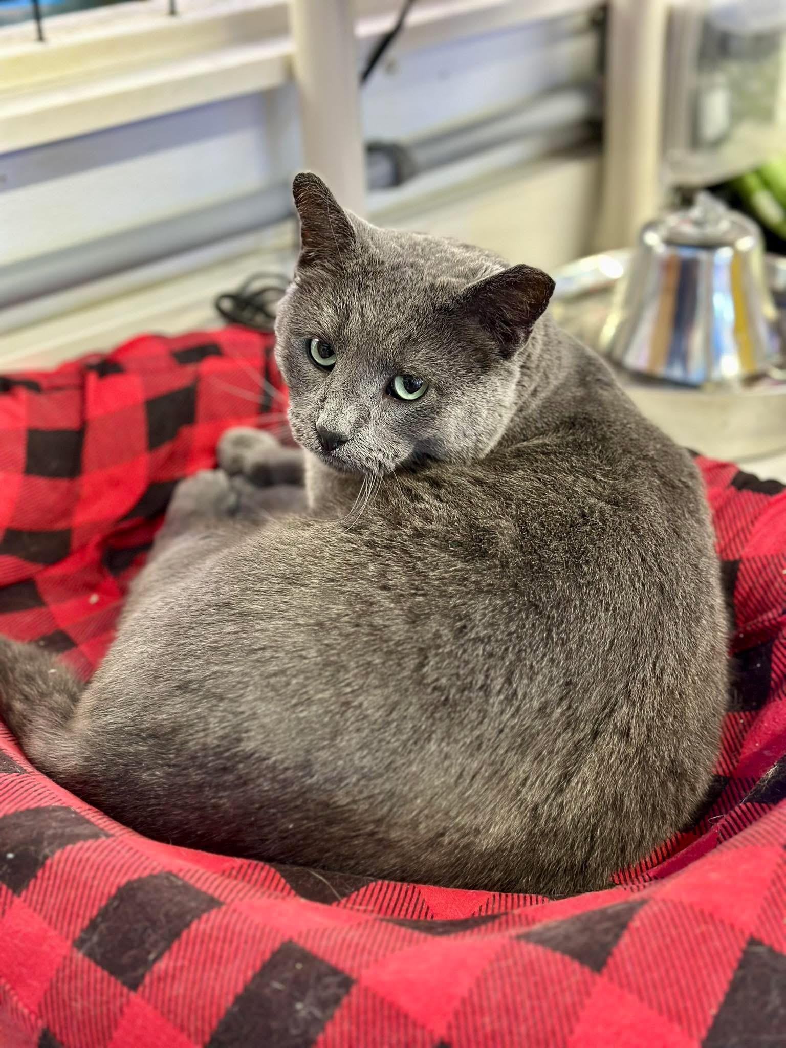 Slate, a ADOPTABLE Domestic Short Hair in Faribault, MN image 4/5