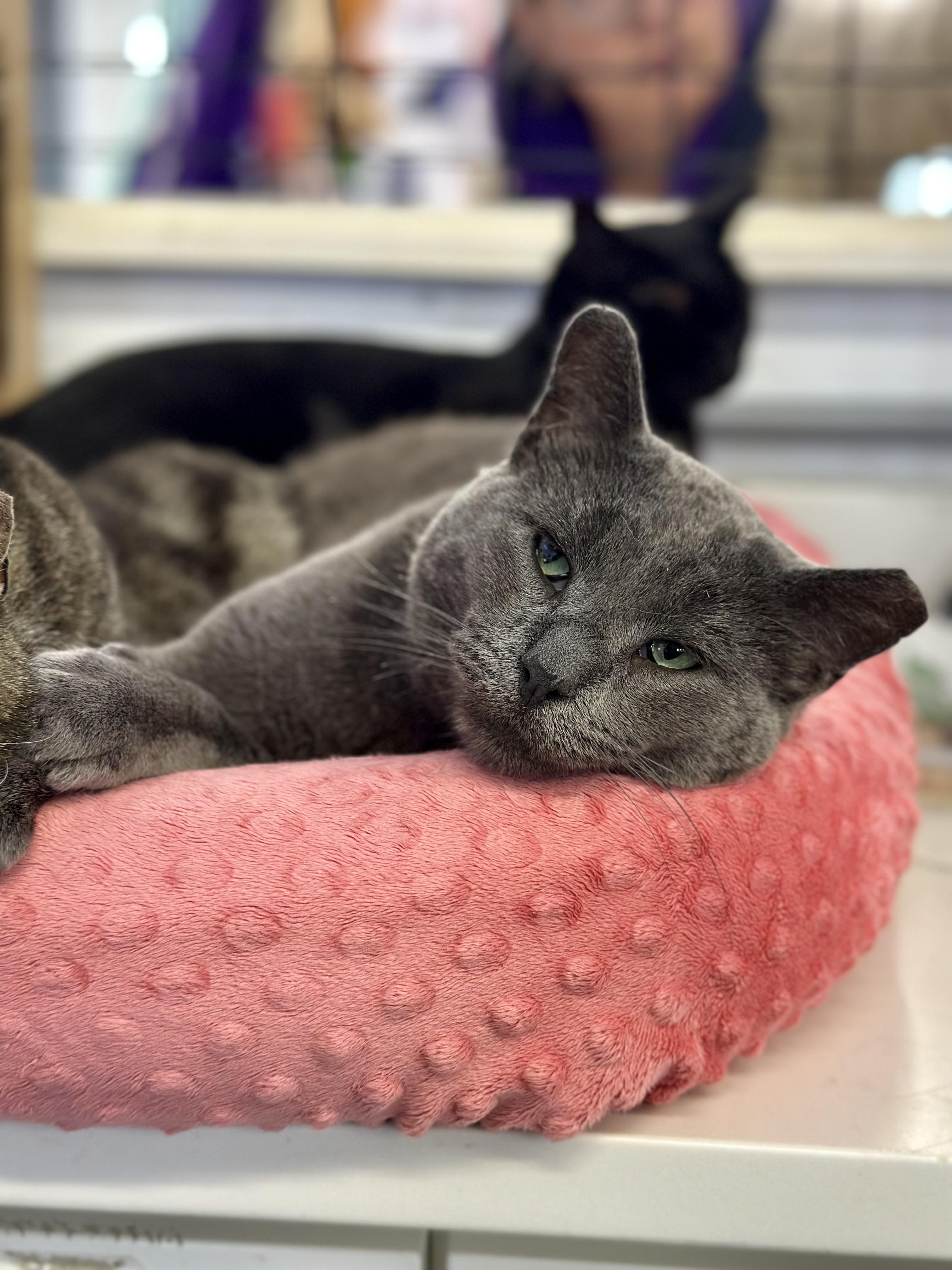Slate, a ADOPTABLE Domestic Short Hair in Faribault, MN image 5/5