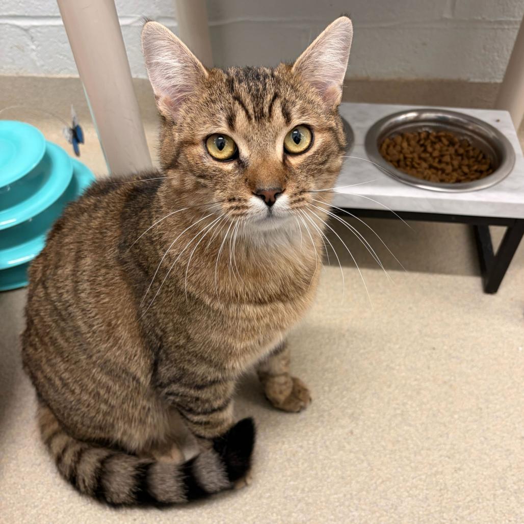 Howie, Adoptable, Adult Male Domestic Short Hair.