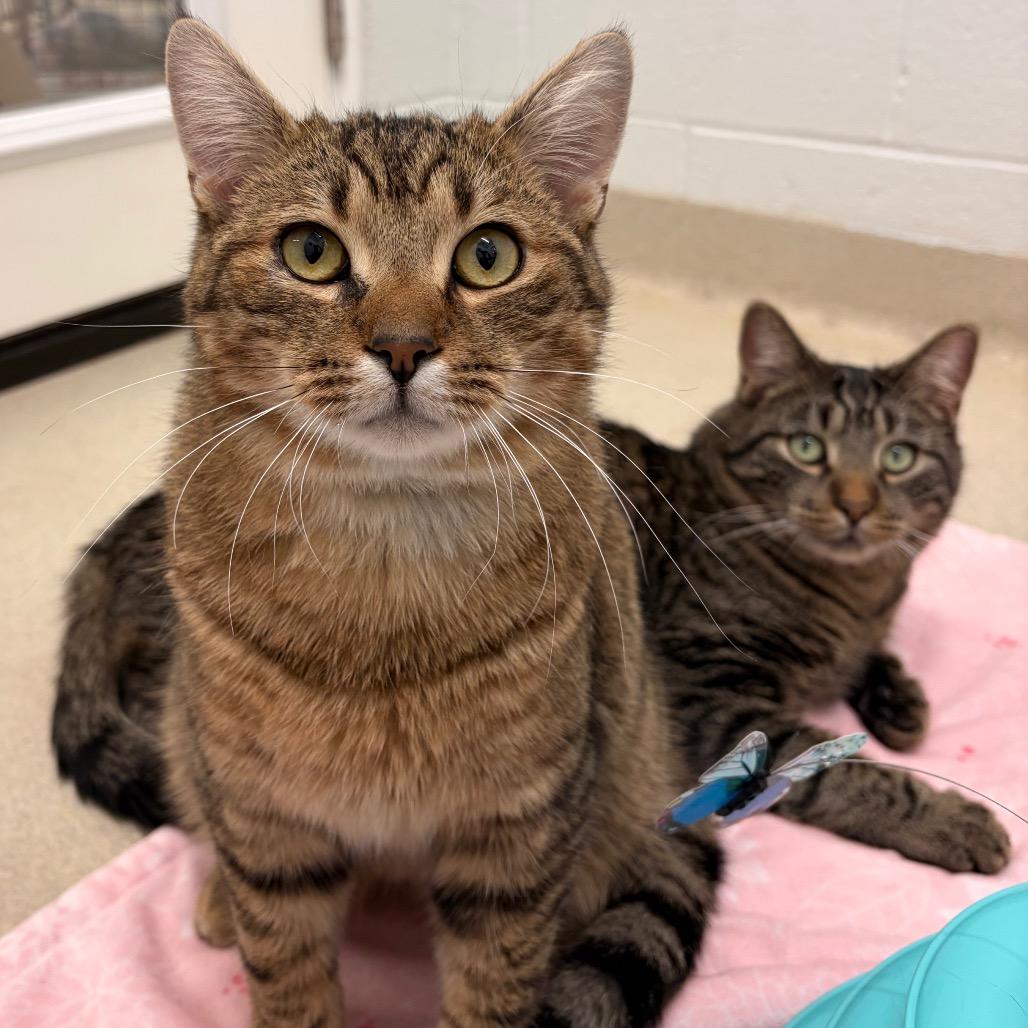 Enlarge Howie, a Adoptable Domestic Short Hair in Marshall, VA image 2/3