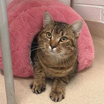 Enlarge Howie, a Adoptable Domestic Short Hair in Marshall, VA image 3/3