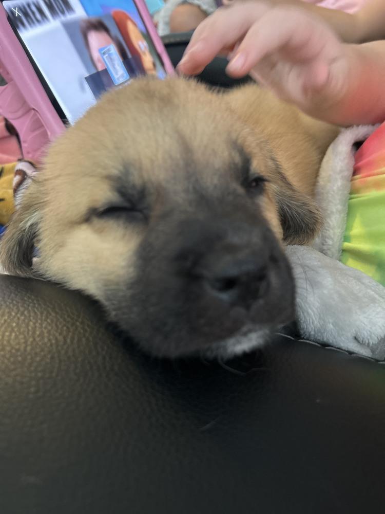 Patrick, Adoptable, Puppy Male Mastiff & Anatolian Shepherd.