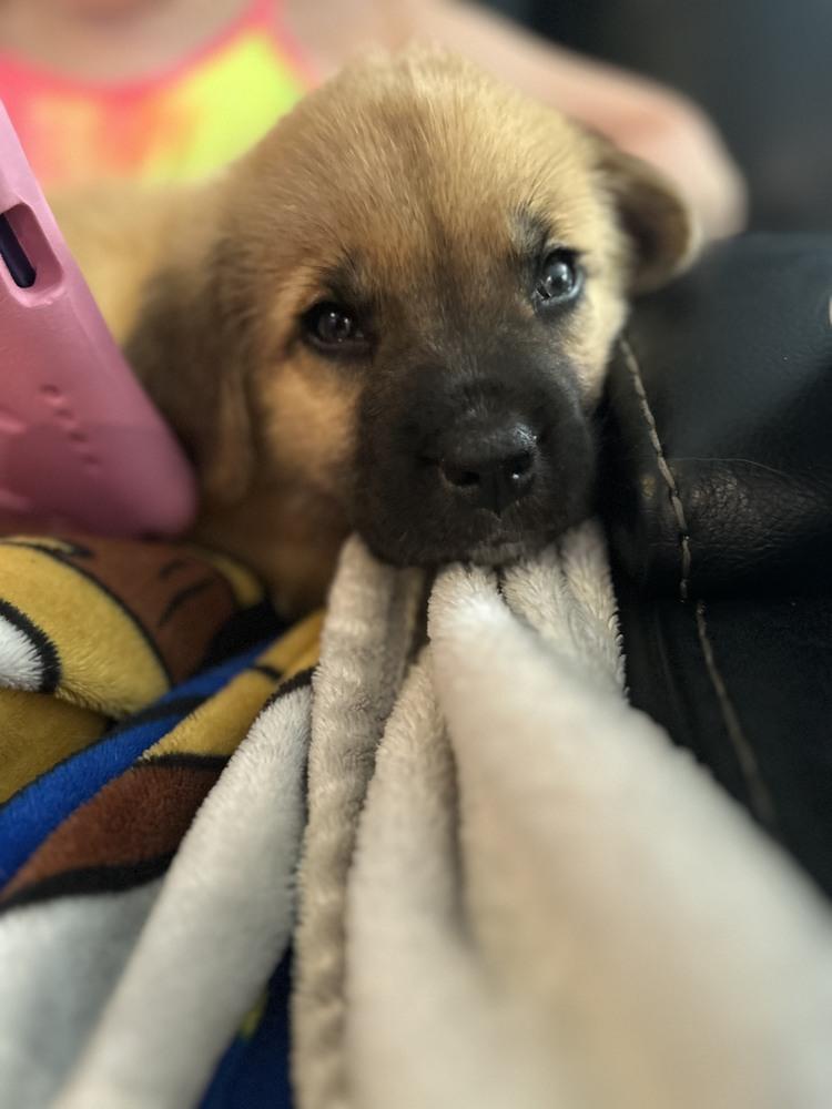 Enlarge Patrick, a Adoptable mixed breed in Oswego, IL image 2/3