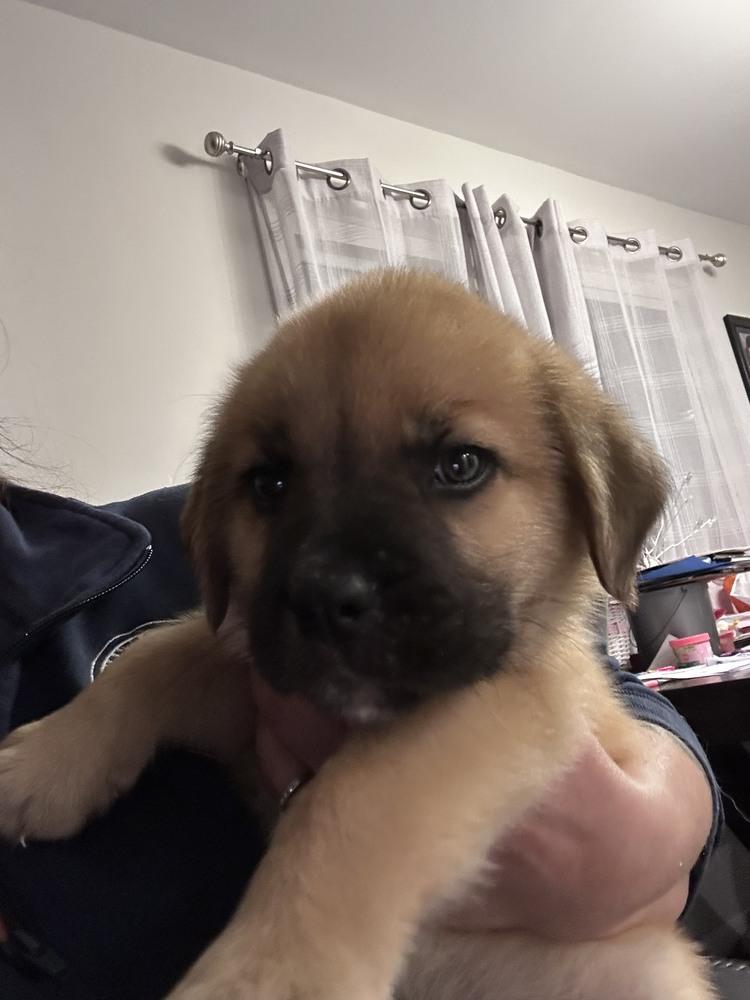 Enlarge Patrick, a Adoptable mixed breed in Oswego, IL image 3/3