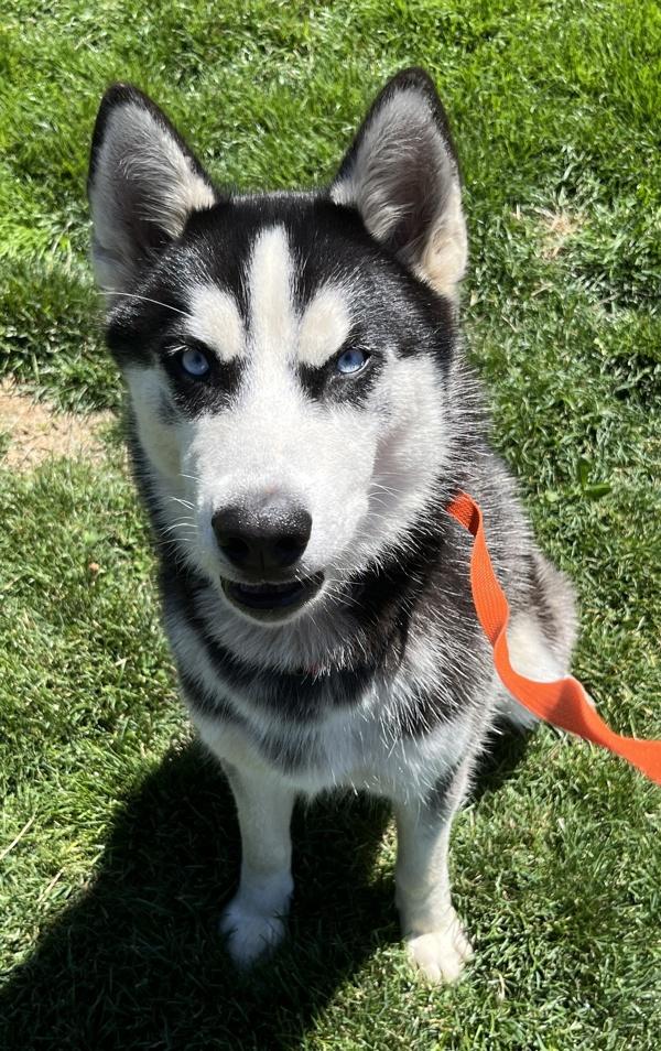 Enlarge Pikachu, a Adoptable Siberian Husky in Salem, OR image 1/1