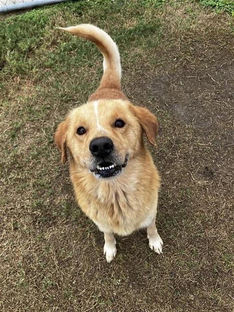 PEANUT BRITTLE, Adoptable, Adult Male Golden Retriever & Mixed Breed.