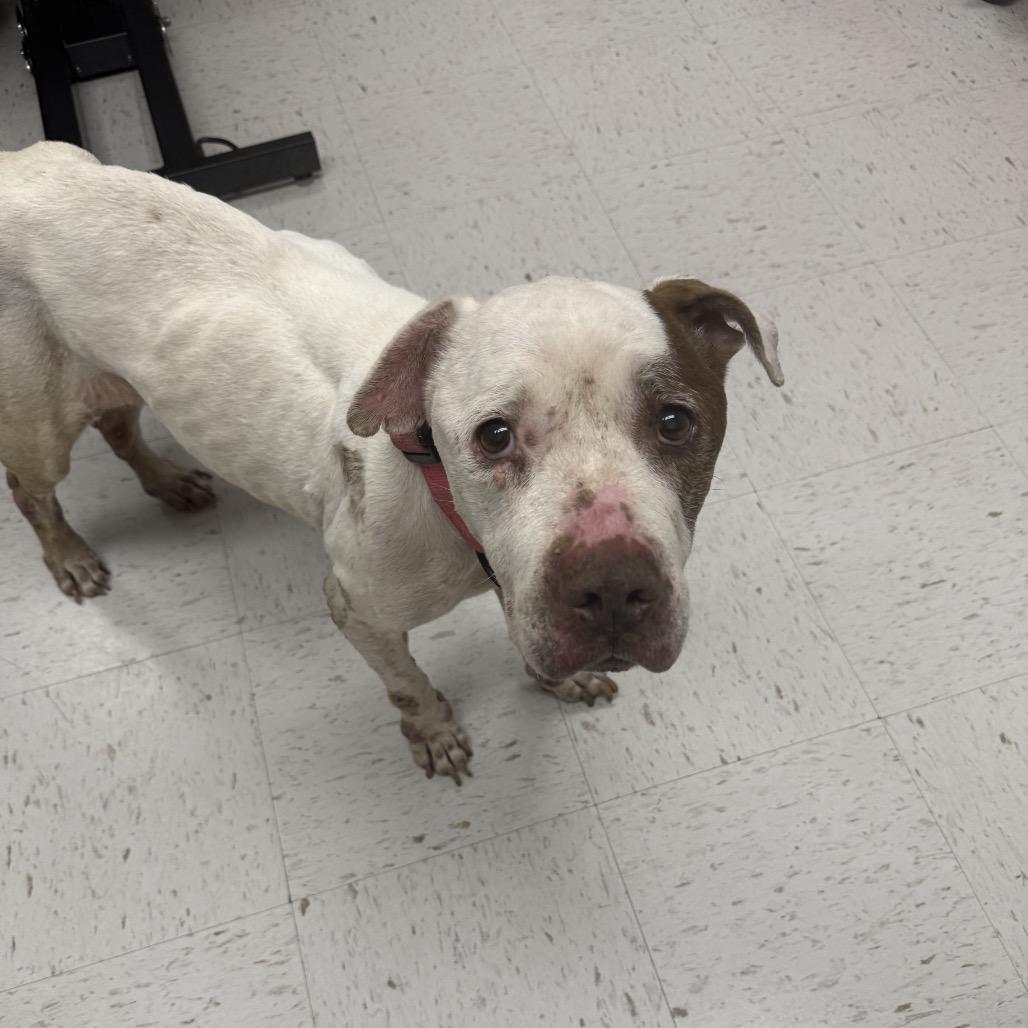 Isabel, Adoptable, Young Female Pit Bull Terrier.