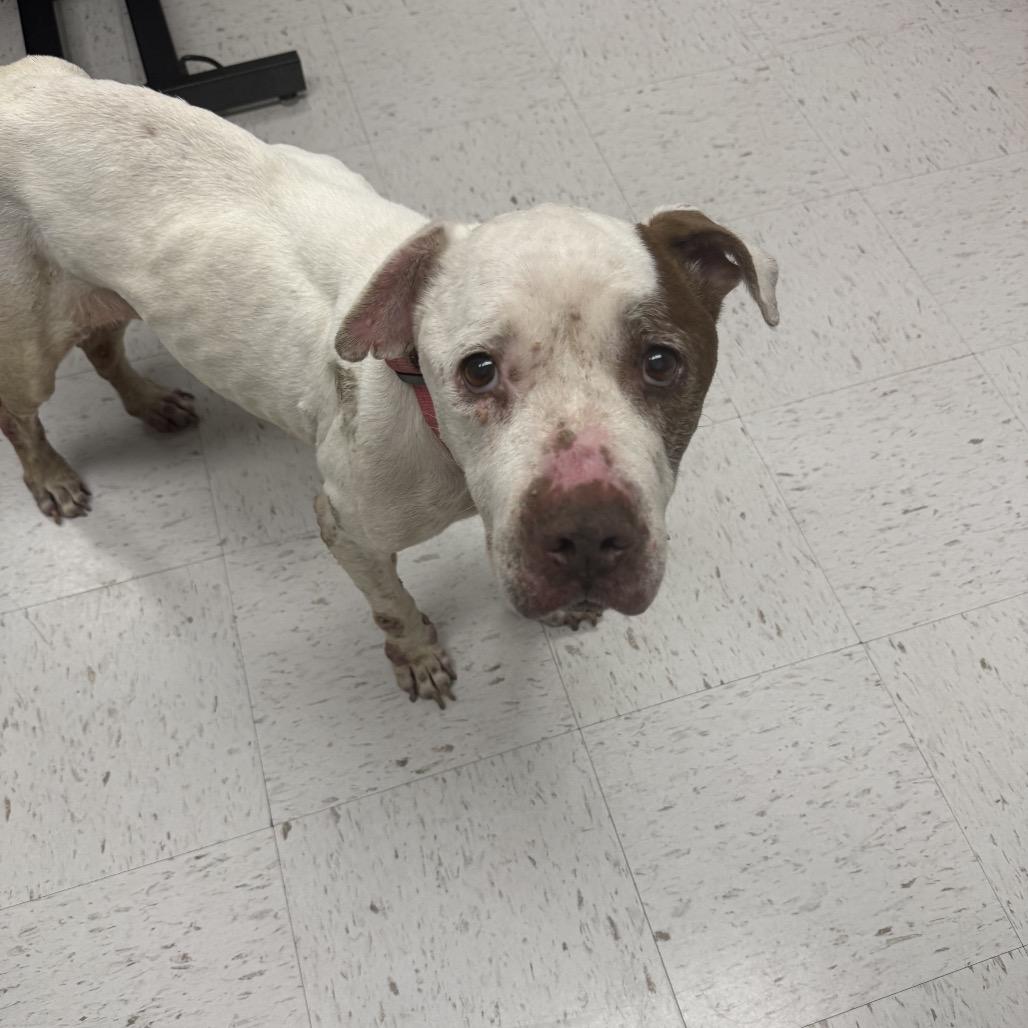 Enlarge Isabel, a Adoptable Pit Bull Terrier in Portland, TX image 2/2
