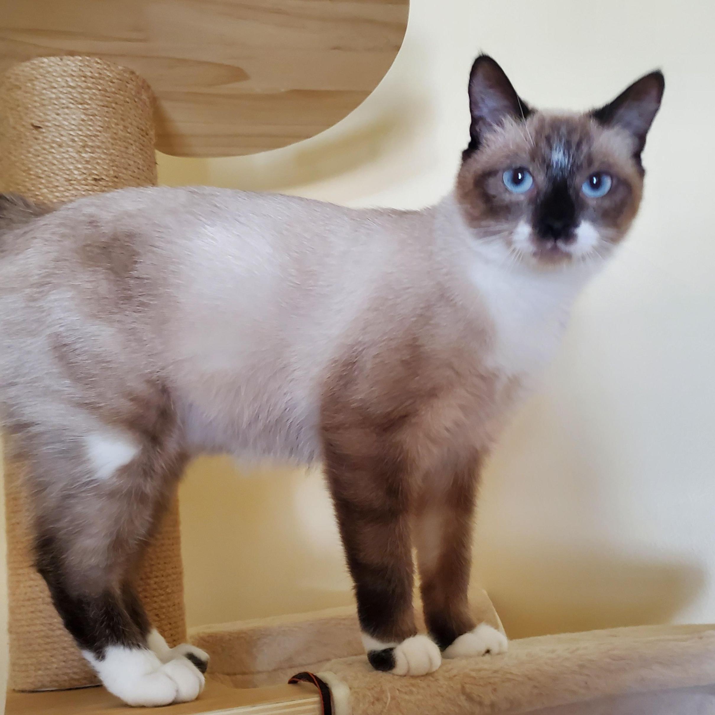 Taya, Adoptable, Young Female Siamese.