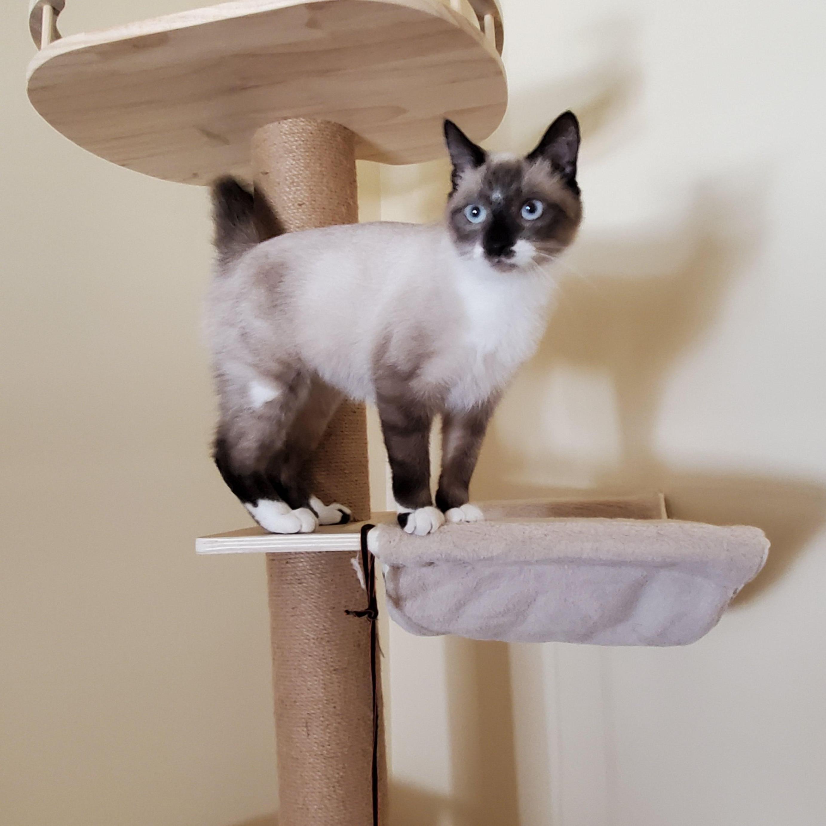 Enlarge Taya, a Adoptable Siamese in Lees Summit, MO image 3/3