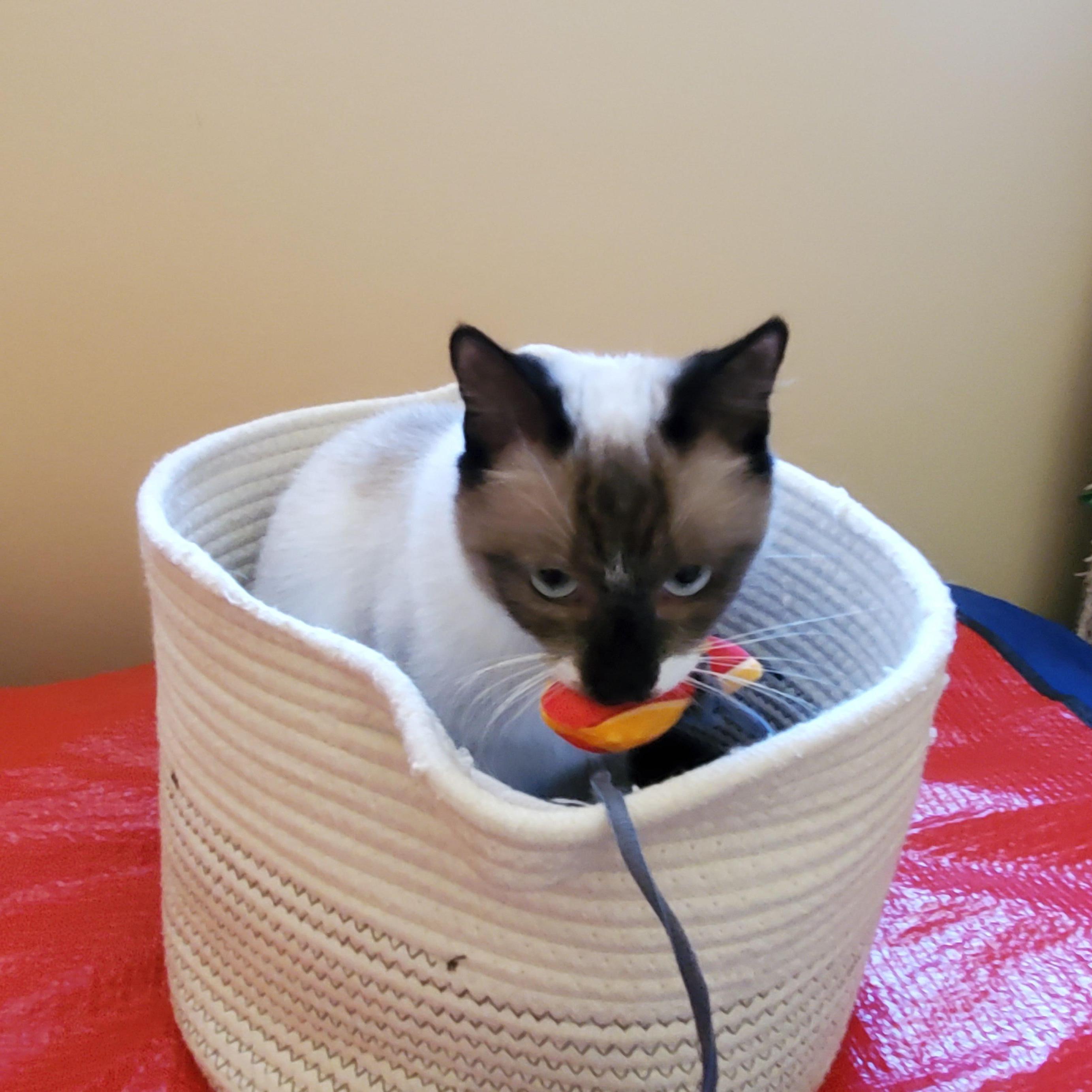 Enlarge Taya, a Adoptable Siamese in Lees Summit, MO image 2/3
