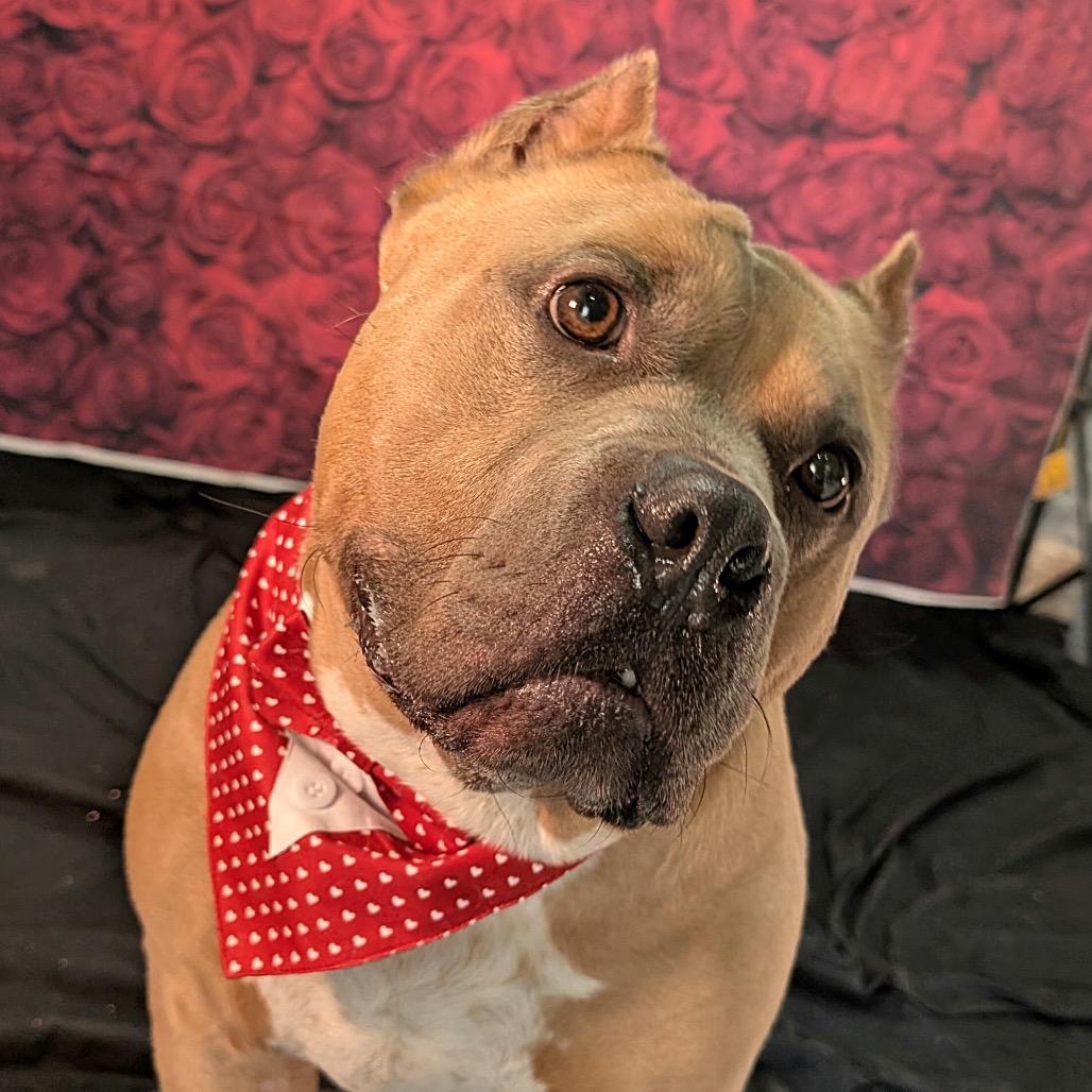 Bacon, Adoptable, Adult Male Pit Bull Terrier.