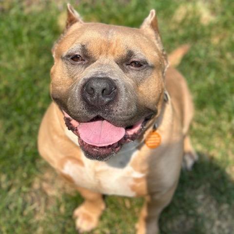 Enlarge Bacon, a Adoptable Pit Bull Terrier in Chicago, IL image 1/6