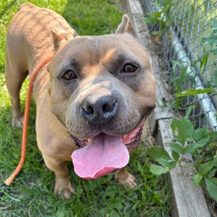 Bacon, Adoptable, Adult Male Pit Bull Terrier.
