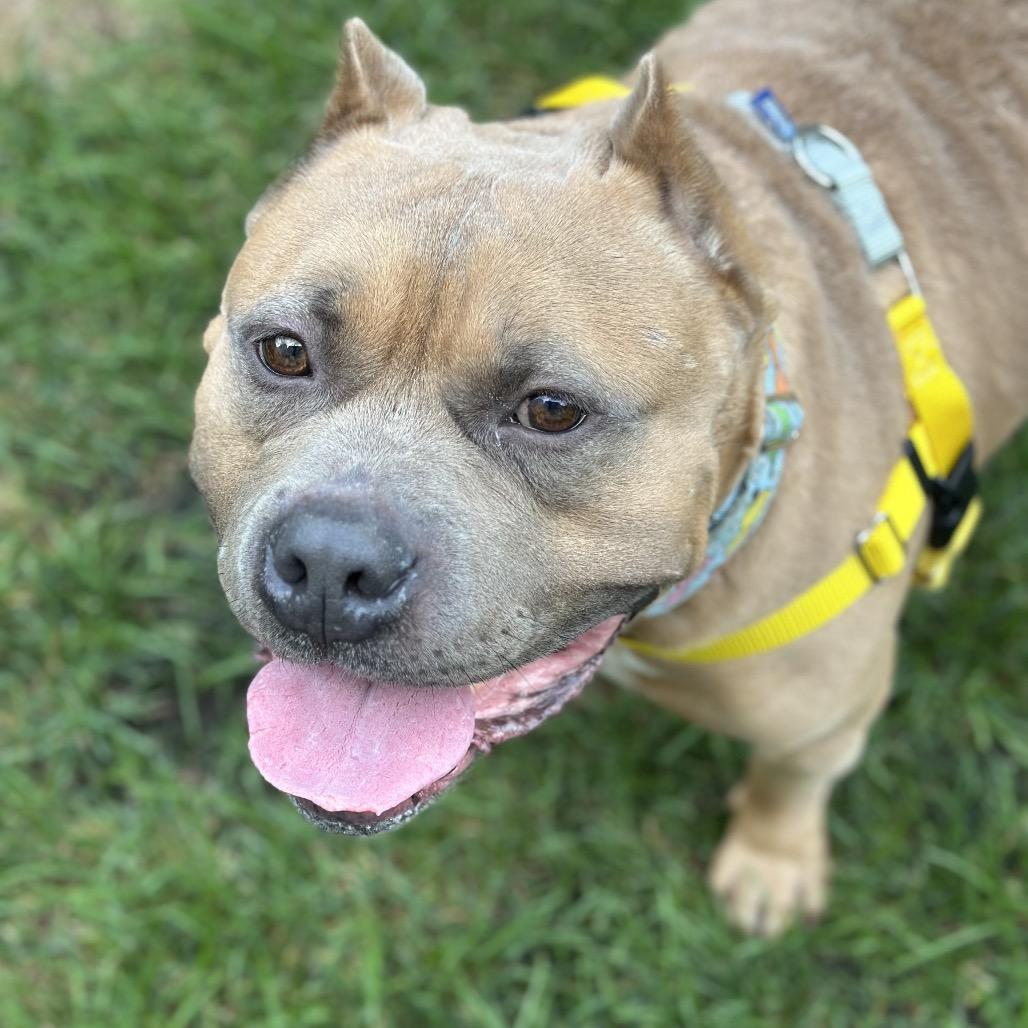 Enlarge Bacon, a Adoptable Pit Bull Terrier in Chicago, IL image 2/6