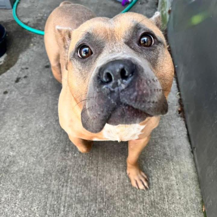 Enlarge Bacon, a Adoptable Pit Bull Terrier in Chicago, IL image 2/6