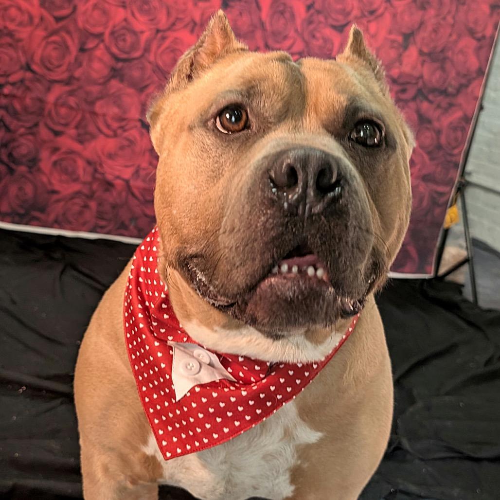 Enlarge Bacon, a Adoptable Pit Bull Terrier in Chicago, IL image 2/6