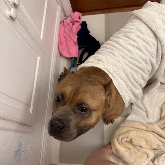 Enlarge Bacon, a Adoptable Pit Bull Terrier in Chicago, IL image 3/6