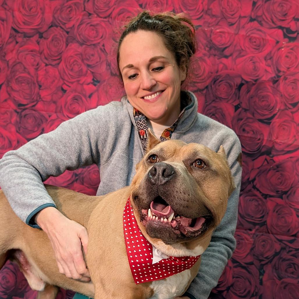 Enlarge Bacon, a Adoptable Pit Bull Terrier in Chicago, IL image 3/6