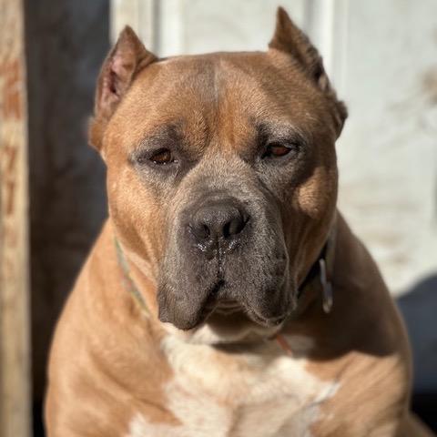 Enlarge Bacon, a Adoptable Pit Bull Terrier in Chicago, IL image 4/6